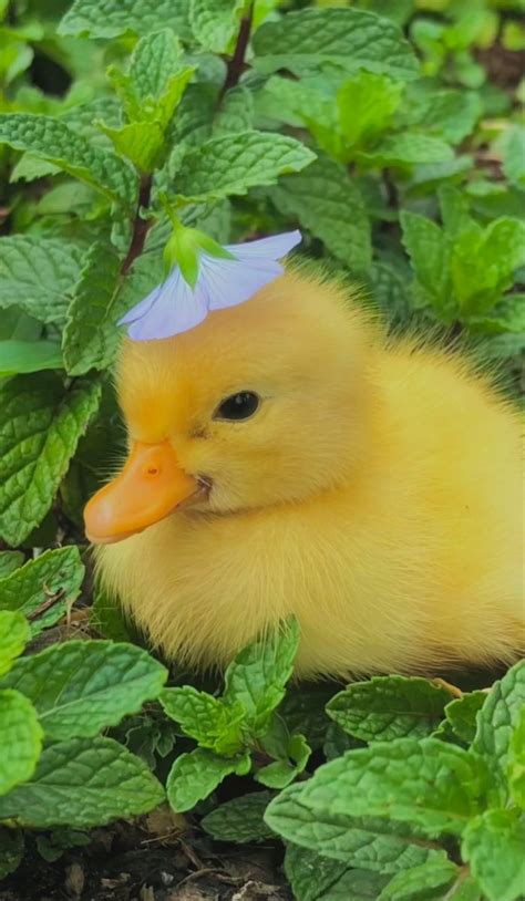 cute duck wallpapers|cute duck wallpaper aesthetic.